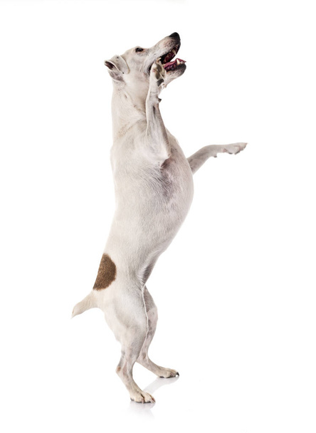 jack russel terrier in front of white background - Foto, Imagen
