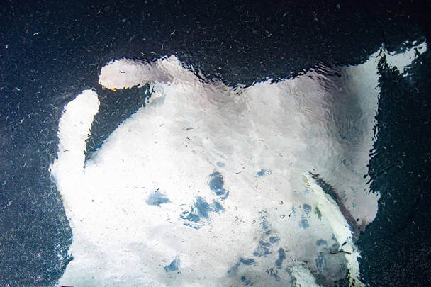 Manta comiendo krill plancton por la noche en las maldivas
 - Foto, imagen