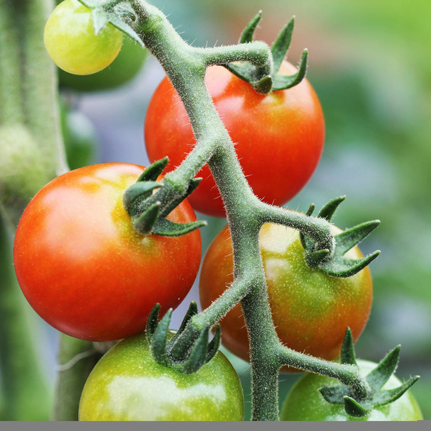 Zralé třešně organických rajčat v zahradě připravena ke sklizni . - Fotografie, Obrázek
