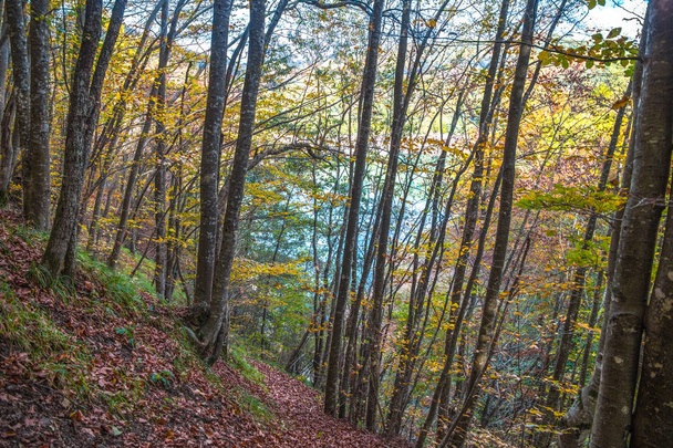 Country path running through the woods on an autumn day / beech forest - Φωτογραφία, εικόνα