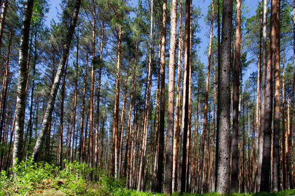 Pine forest in Russia - 写真・画像