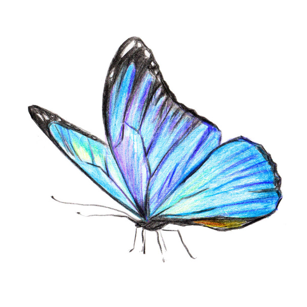 beautiful   butterfly, isolated  on a white, watercolor - Valokuva, kuva
