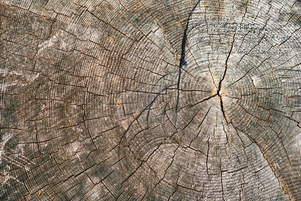 текстура деревянных колец
 - Фото, изображение