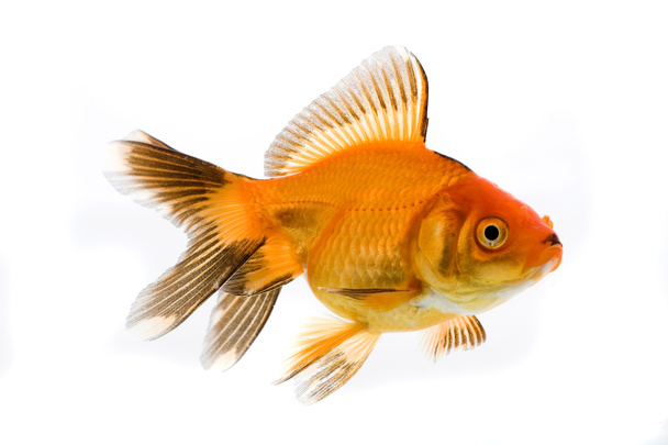 Золотая рыба
 - Фото, изображение