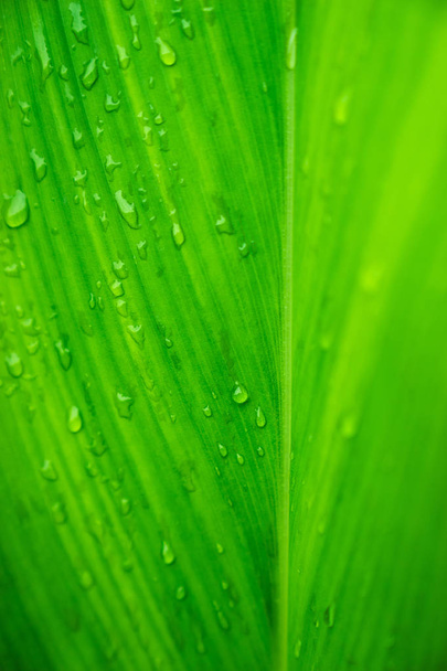 selective focus raindrop on green tropical leave background - Foto, Imagen
