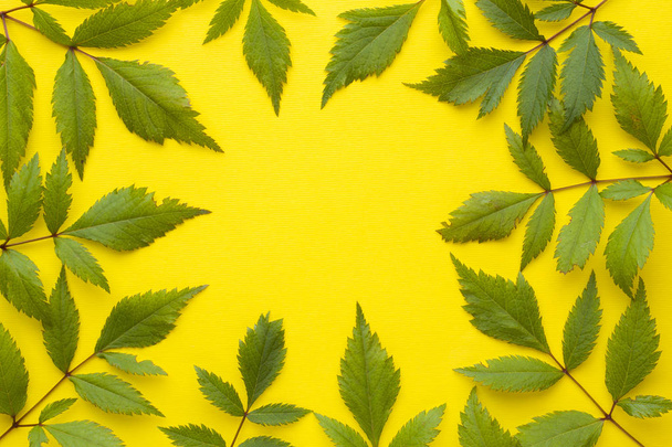 Green leaves of the plant on a yellow background - Fotó, kép