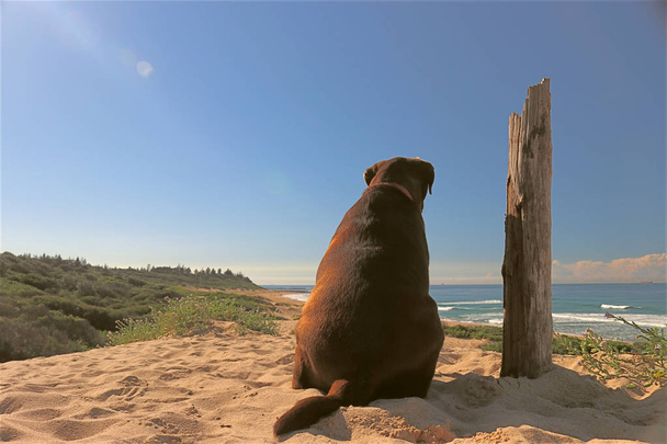 Un labrador de chocolate sentado en la playa de Shelly en la nueva costa central de Australia, al lado de un poste envejecido, mirando hacia el océano
. - Foto, Imagen