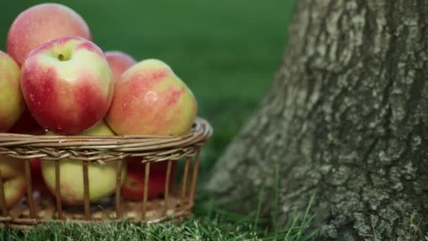 Äpfel in einem Korb auf dem Gras neben dem Baum. - Filmmaterial, Video
