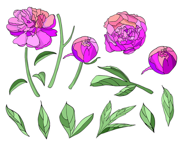 Pink flower peony elements set vector. - Вектор, зображення