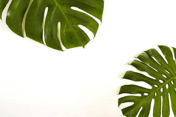 Summer Large green tropical monstera leaf on white background - Foto, afbeelding