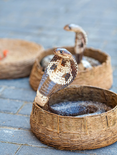 Cobras dans des paniers
 - Photo, image