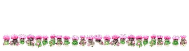 Disteldornen mit blühenden rosa Blüten, aufgereiht. Platz für Text. flache Lage; Ansicht von oben; Kopierraum. - Foto, Bild