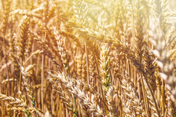 麦畑だ。黄金の小麦の耳を閉じる。美しい自然の夕日の風景。輝く太陽の下で農村風景。牧草地のコムギ畑の熟成耳の背景。豊作コンセプト - 写真・画像