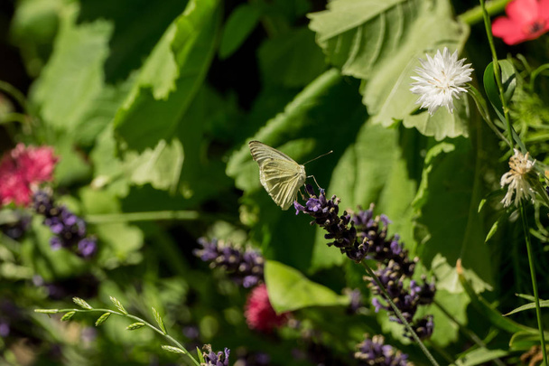Красивая бабочка в диком саду
 - Фото, изображение