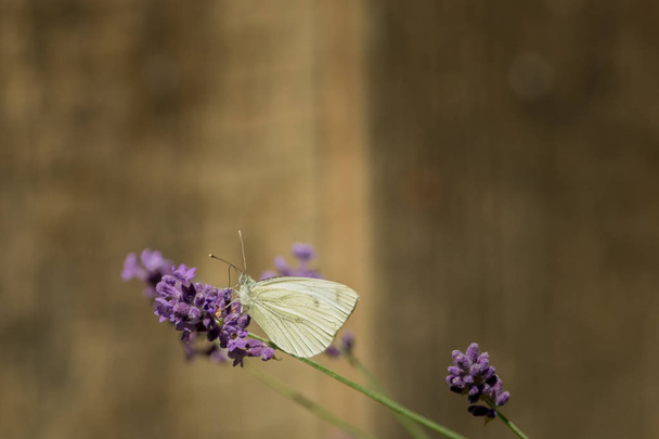 Una hermosa mariposa en el jardín salvaje
 - Foto, imagen