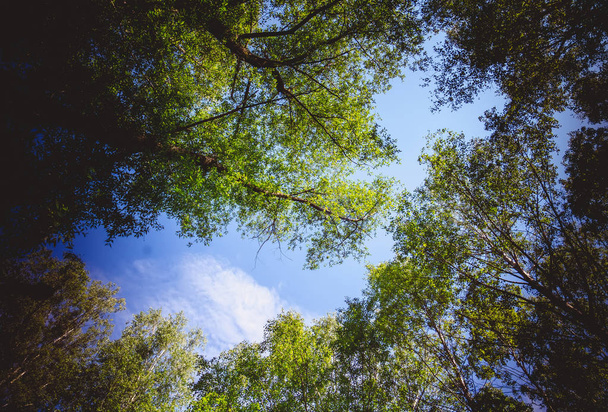 Φωτεινά πράσινα φύλλα στα δέντρα και θάμνους, το καλοκαίρι στο πάρκο της πόλης φιλτραρισμένα. - Φωτογραφία, εικόνα