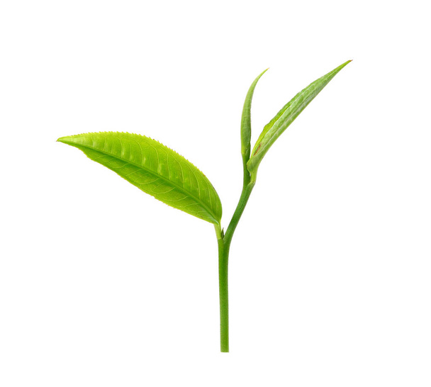 green tea leaf isolated on white background - Foto, afbeelding