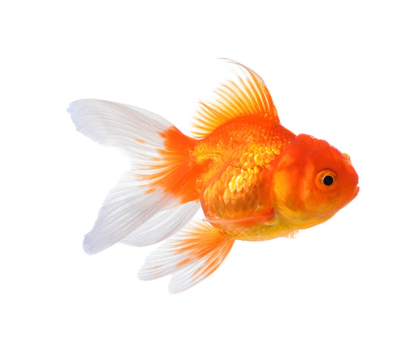 Gold fish isolated on a white background. - Photo, Image