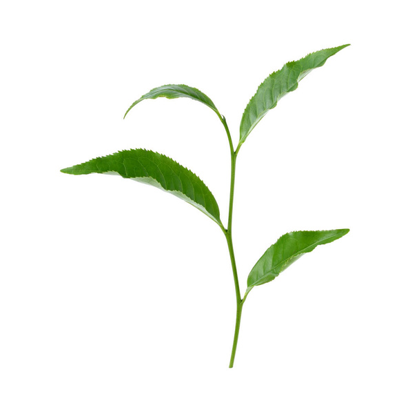 tea leaf isolated on white background. - Zdjęcie, obraz