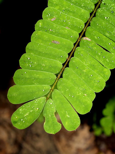 Leaf background - Foto, Imagen