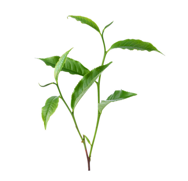 Green tea leaf isolated on white background - Fotografie, Obrázek