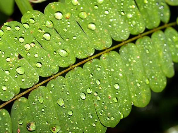 Leaf background - Фото, изображение