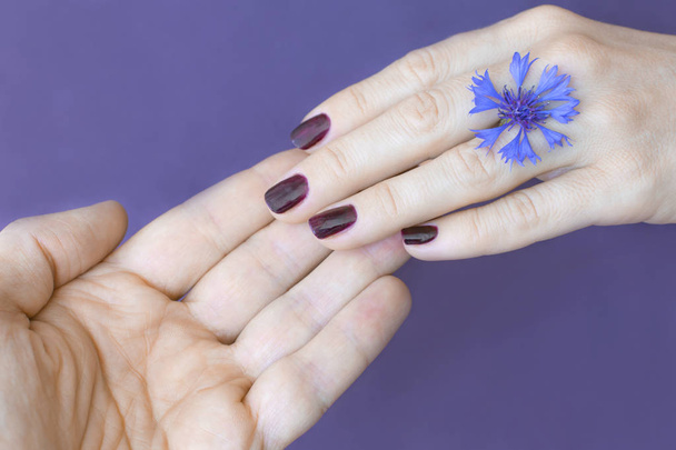 Férfi és női kéz ujjai érintése közelről. Egy virág egy Búzavirág, a nő kezét. Lila háttér. - Fotó, kép
