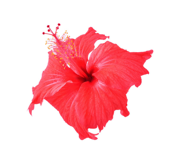 flor de hibisco rojo aislada sobre fondo blanco - Foto, Imagen