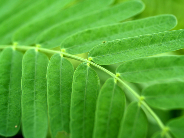 water drops leaf - Foto, Bild