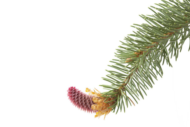 Twig met jonge pinecone geïsoleerd op witte achtergrond - Foto, afbeelding