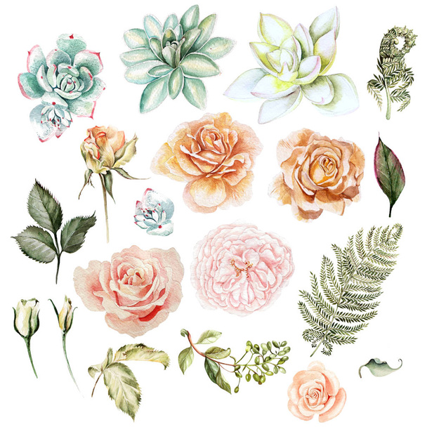 Conjunto acuarela. Rosa pintada a mano y suculenta. Ilustración floral aislada sobre fondo blanco. Para diseño y textil
. - Foto, Imagen