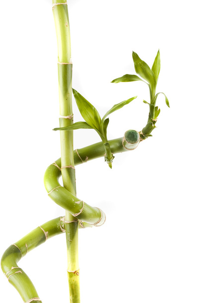Green Bamboo on a white background - Foto, imagen