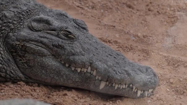 Obrovské spící krokodýl nilský - Záběry, video