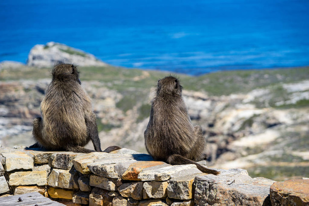 dos monos sentados en la cima de la roca
 - Foto, Imagen