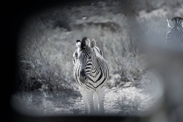 Зебра в черно-белом, вид через дыру в тенте автомобиля
 - Фото, изображение