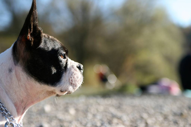 Bulldog francese e Boston Terrier Mix con un collare sul collo
 - Foto, immagini