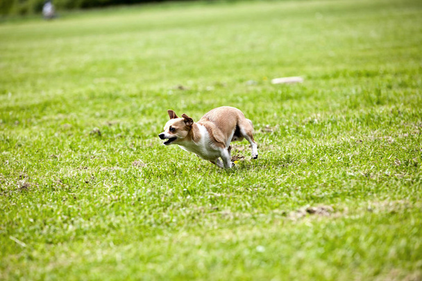 Chihuahua juoksee nurmikolla puistossa
 - Valokuva, kuva