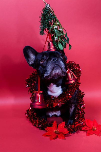 French Bulldog under the mistletoe, decorated with bells - Photo, Image