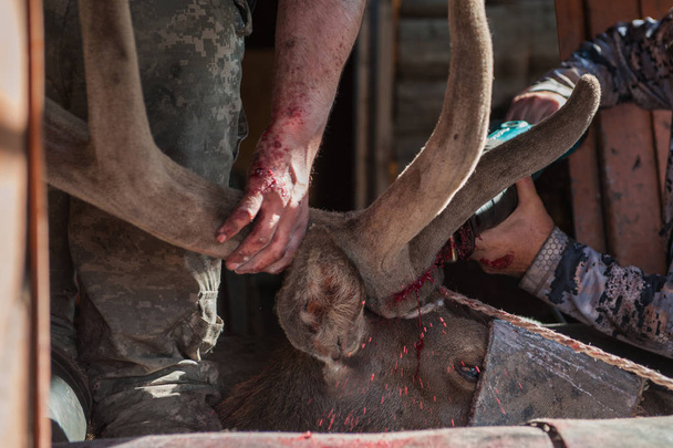Cutting antlers of Altaic stag maral - Photo, Image