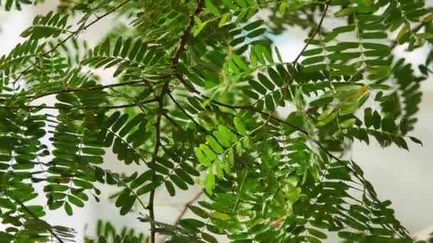 Lehtiä Delonix regia, liekki puu (kuninkaallinen poinciana, mahtipontinen), on laji kukinnan kasvi papu perhe Fabaceae, alaryhmä Caesalpinioideae. Se on tunnettu sen saniainen lehdet
. - Materiaali, video
