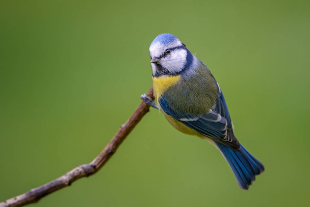青シジュウカラ ・ ヤマガラ caeruleus、ヨーロッパの森林と庭園から美しい色止まった鳥. - 写真・画像