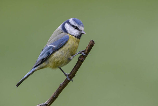 Mavi baştankara - Parus caeruleus, güzel renkli tüneyen kuş Avrupa ormanları ve bahçeleri. - Fotoğraf, Görsel