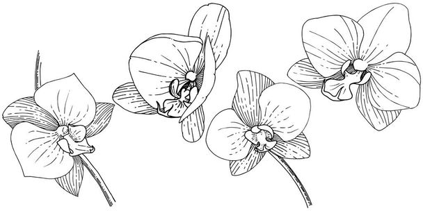 Orhid bloem in een vector stijl geïsoleerd. Volledige naam van de plant: orhid. Vector bloem voor achtergrond, textuur, wrapper patroon, frame of rand. - Vector, afbeelding