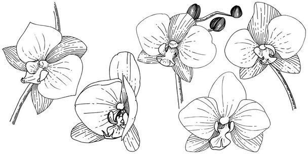 Ορχεοειδούς λουλούδι σε ένα στυλ διάνυσμα απομονωμένη. Πλήρης ονομασία του φυτού: ορχεοειδούς. Διάνυσμα λουλούδι για φόντο, υφή, μοτίβο περιτύλιγμα, πλαίσιο ή στα σύνορα. - Διάνυσμα, εικόνα
