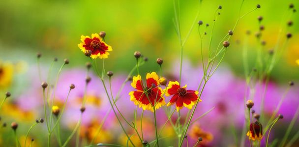 ハルシャギクのティンクトリア夏の真ん中に咲く美しいライラックの花. - 写真・画像