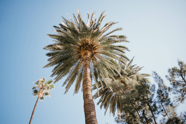 Palmiye ağaçları ve arka plan üzerinde mavi gökyüzü ile  - Fotoğraf, Görsel