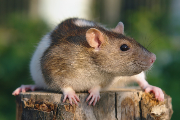 myszy na kikut - Zdjęcie, obraz