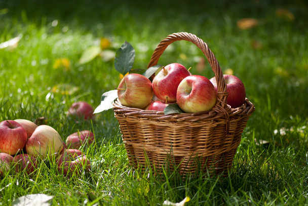 apples - Photo, Image