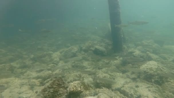 Υποβρύχια βίντεο από ωραία ποτάμιων ενδιαιτημάτων. Κολύμπι κοντά επάνω ψάρια του γλυκού νερού Chub - Πλάνα, βίντεο
