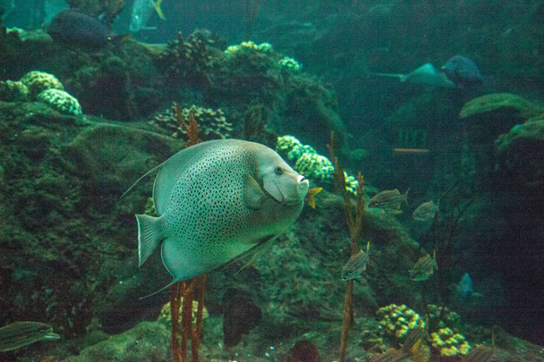 Gray angelfish Pomacanthus arcuatus swims through a coral reef. - Photo, Image